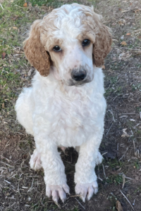 Cosmos - Gentle and Loving