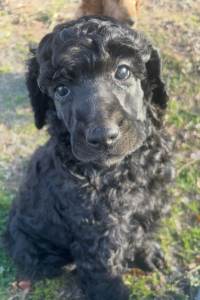 Mystic - Calm and Affectionate