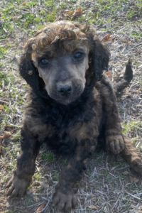Nova - Sable Boy