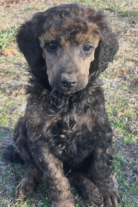 Nova - Unique Sable Markings